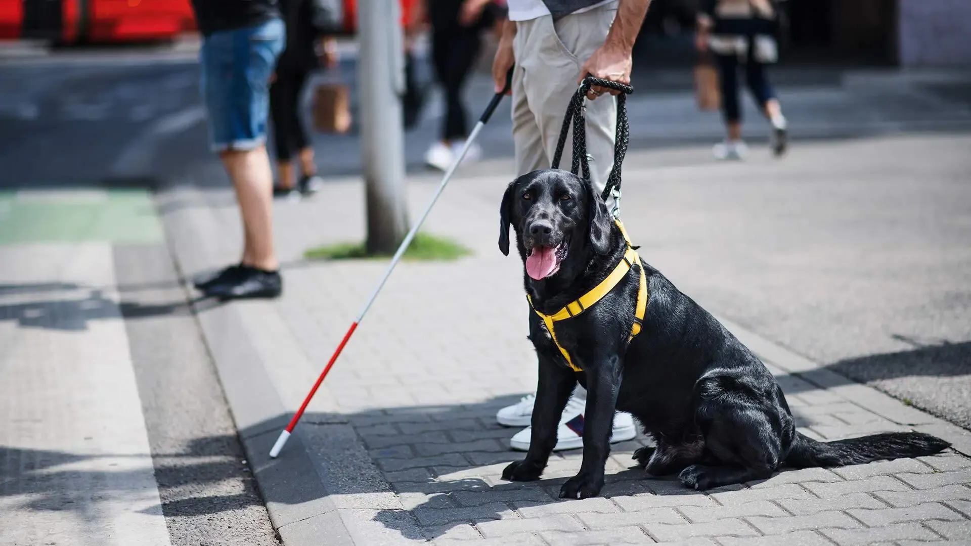 A photo of a black service dog and a sight-impaired individual with a cane.